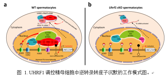 明美顯微鏡相機助力華中科技大學研究項目發(fā)表

