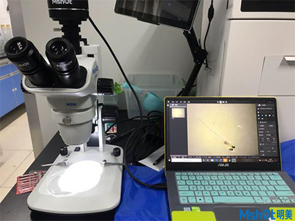 明美顯微鏡相機助力廈門大學環(huán)境與生物工程斑馬魚觀察
